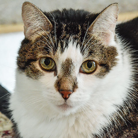 Skeeter (the original), inspiration for 'Skeeter and the Weasels.'